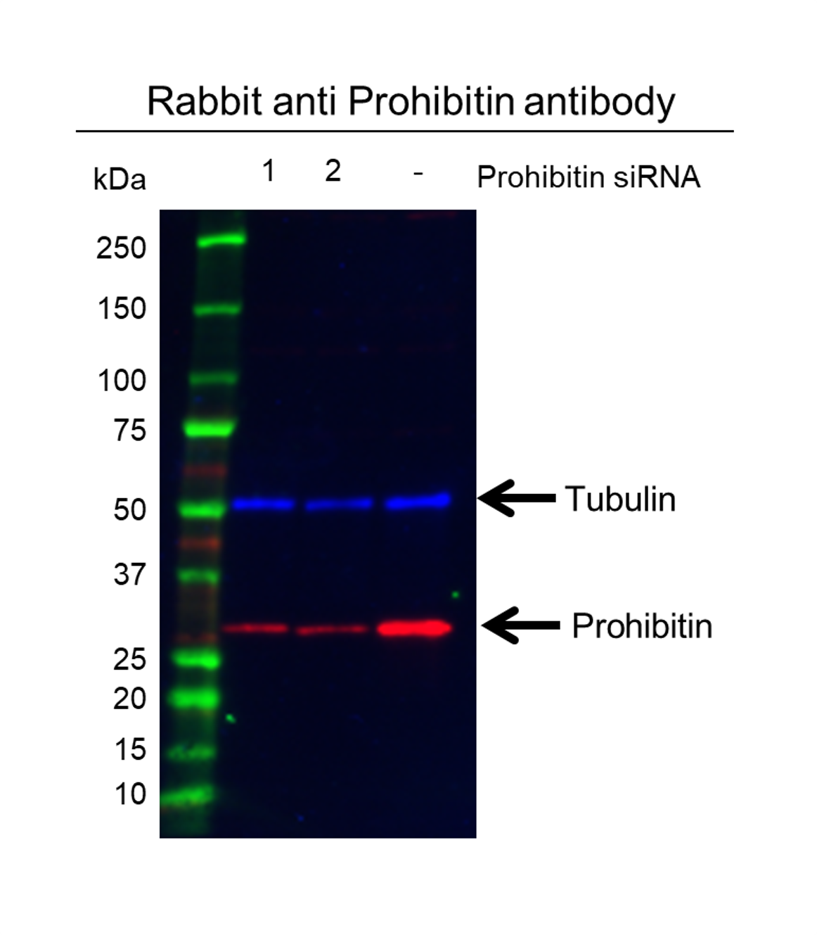 Anti Prohibitin Antibody (PrecisionAb Polyclonal Antibody) gallery image 2