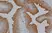 Anti Human Prostate Specific Antigen Antibody thumbnail image 1