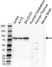 Anti PSIP1 Antibody (PrecisionAb Polyclonal Antibody) thumbnail image 1