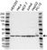 Anti PSMA1 Antibody (PrecisionAb Polyclonal Antibody) thumbnail image 1