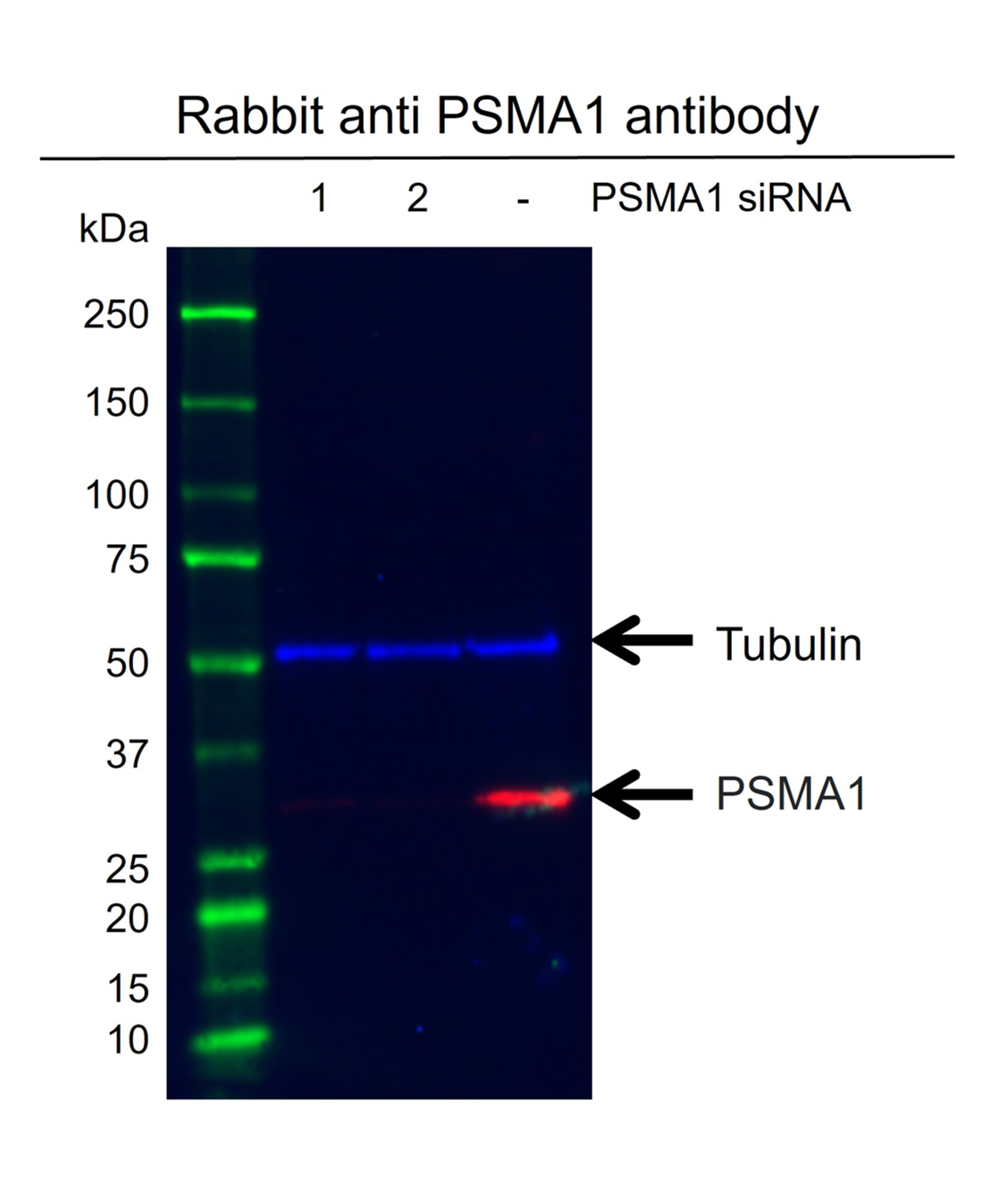 Anti PSMA1 Antibody (PrecisionAb Polyclonal Antibody) gallery image 2