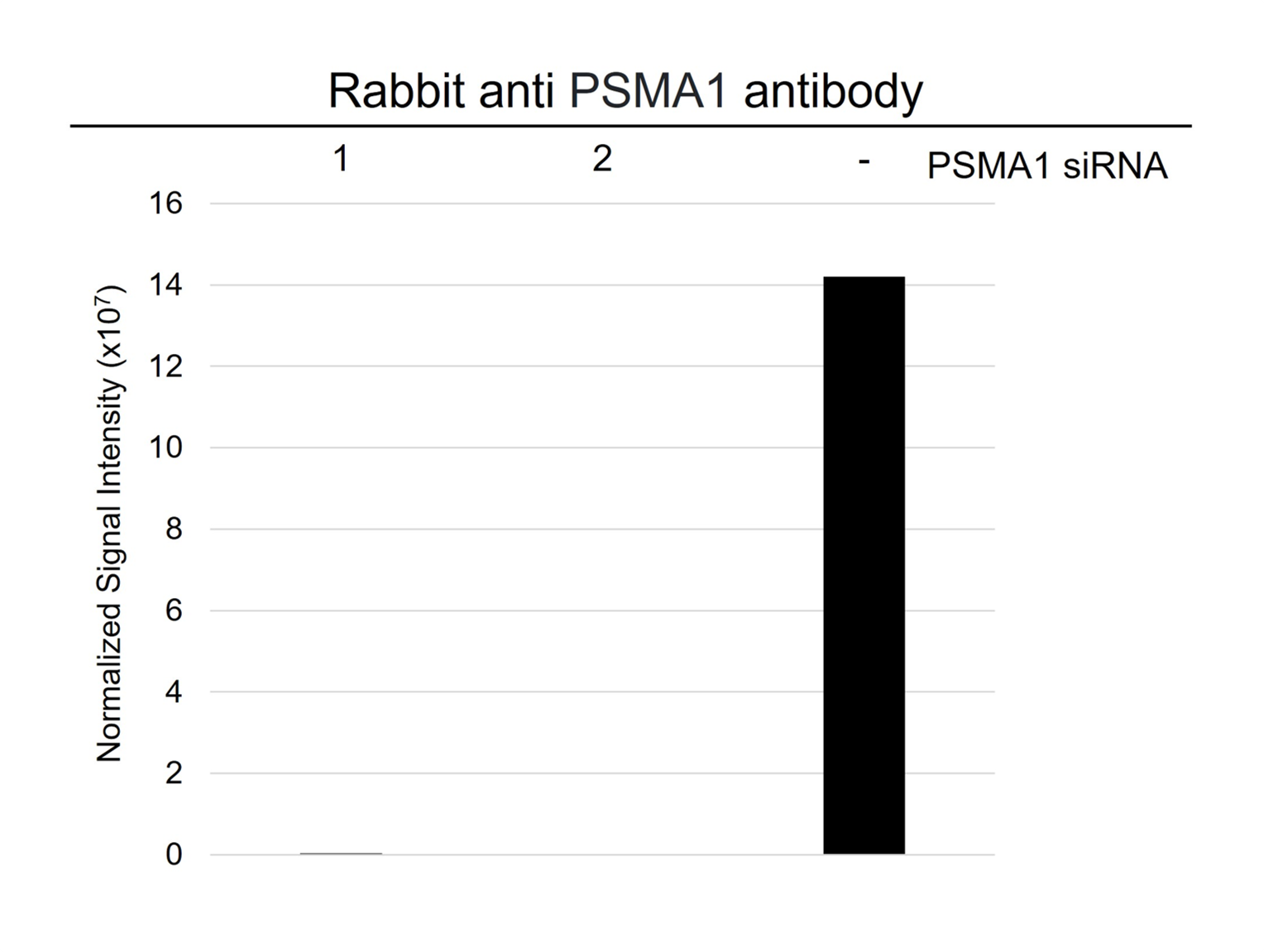 Anti PSMA1 Antibody (PrecisionAb Polyclonal Antibody) gallery image 3