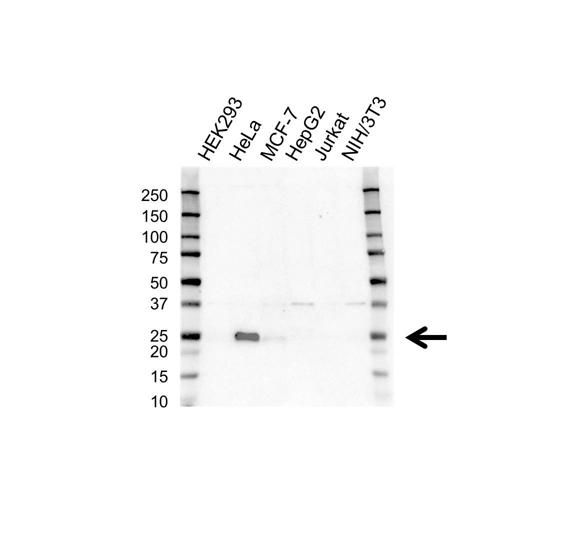 Anti PSMB3 Antibody (PrecisionAb Polyclonal Antibody) gallery image 1