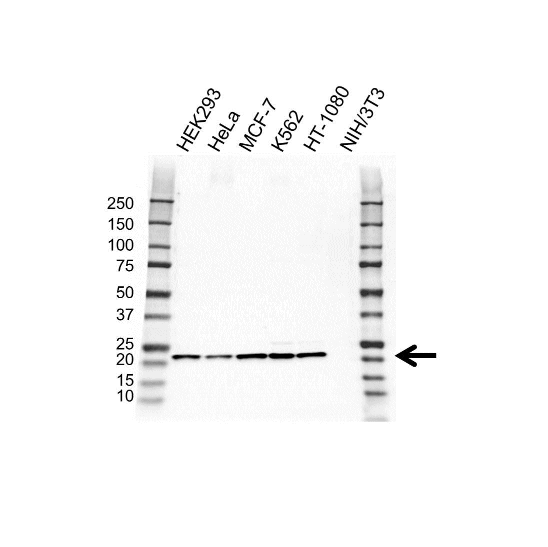 Anti PSMB5 Antibody (PrecisionAb Polyclonal Antibody) gallery image 1