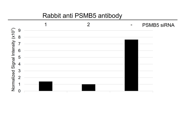Anti PSMB5 Antibody (PrecisionAb Polyclonal Antibody) gallery image 2