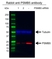 Anti PSMB5 Antibody (PrecisionAb Polyclonal Antibody) thumbnail image 3
