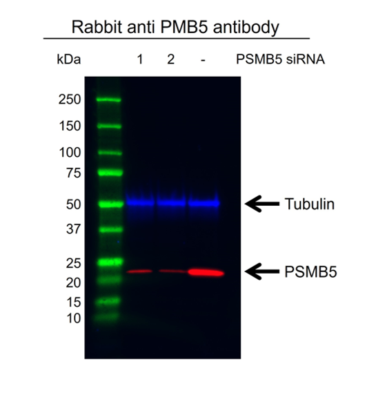 Anti PSMB5 Antibody (PrecisionAb Polyclonal Antibody) gallery image 3