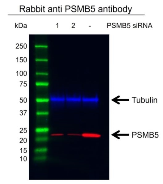 Anti PSMB5 Antibody (PrecisionAb Polyclonal Antibody) gallery image 3