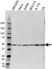 Anti PSMC2 Antibody (PrecisionAb Polyclonal Antibody) thumbnail image 1