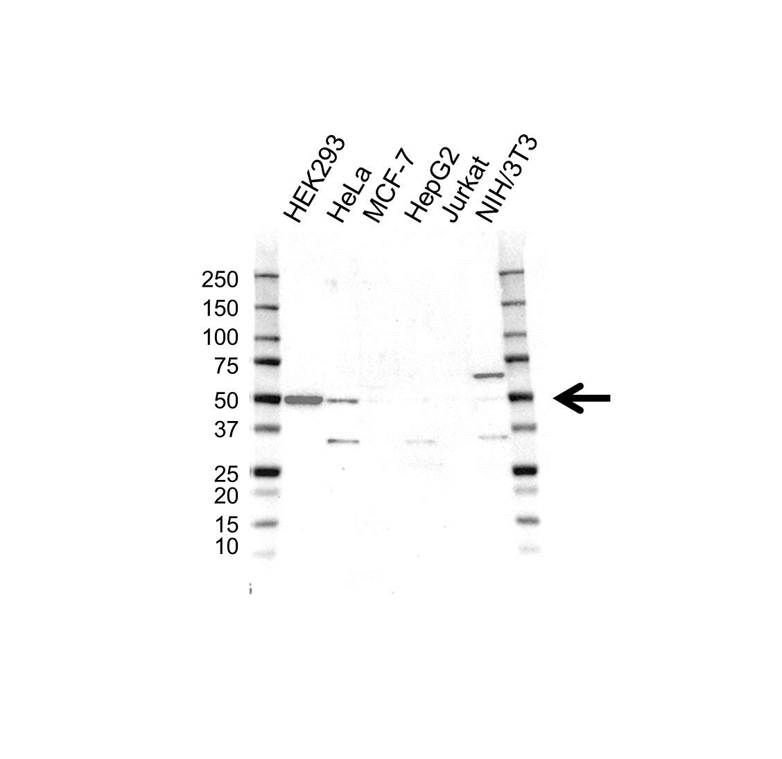 Anti PSMC6 Antibody (PrecisionAb Polyclonal Antibody) gallery image 1