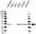 Anti PSMD14 Antibody (PrecisionAb Polyclonal Antibody) thumbnail image 1