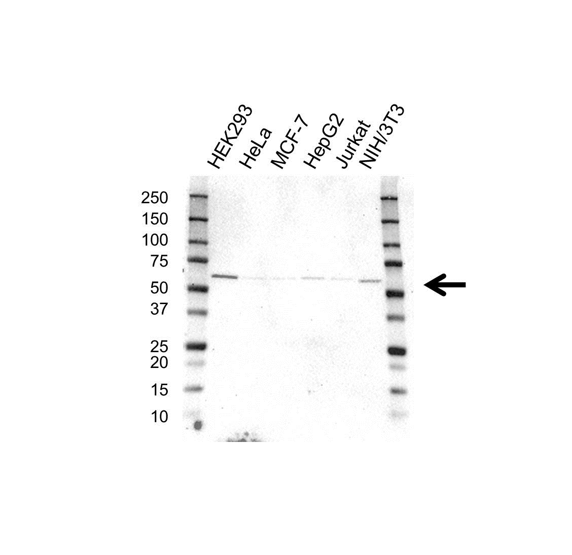 Anti PSMD3 Antibody (PrecisionAb Polyclonal Antibody) gallery image 1