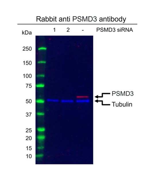 Anti PSMD3 Antibody (PrecisionAb Polyclonal Antibody) gallery image 2