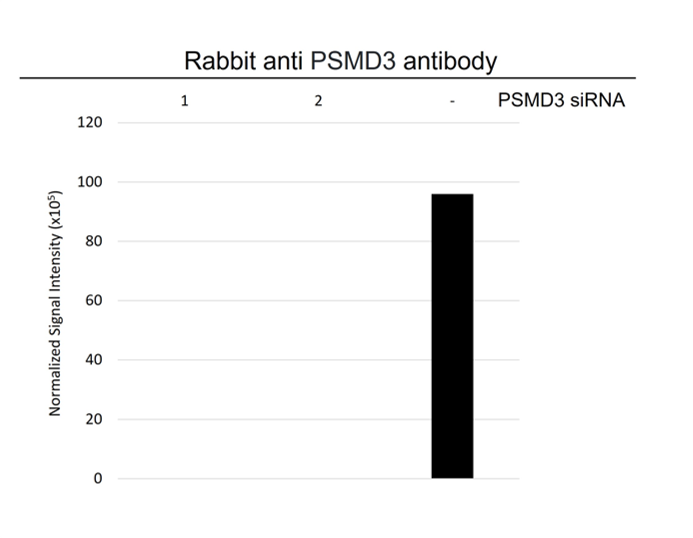 Anti PSMD3 Antibody (PrecisionAb Polyclonal Antibody) gallery image 3