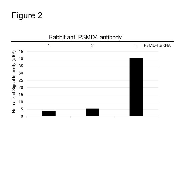 Anti PSMD4 Antibody (PrecisionAb Polyclonal Antibody) gallery image 3