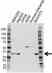 Anti PSMD9 Antibody (PrecisionAb Polyclonal Antibody) thumbnail image 1