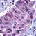 Anti PUMA Antibody thumbnail image 1