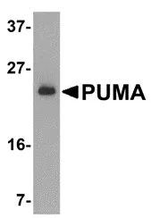 Anti PUMA Antibody gallery image 2