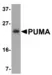 Anti PUMA Antibody thumbnail image 2