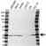 Anti RAB11A Antibody (PrecisionAb Polyclonal Antibody) thumbnail image 1