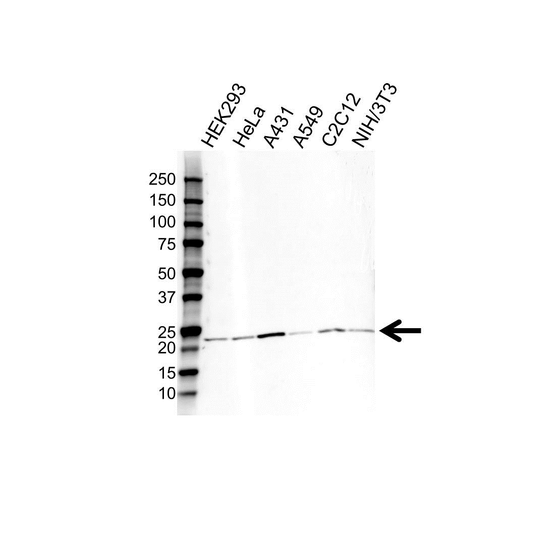 Anti RAB7A Antibody (PrecisionAb Polyclonal Antibody) gallery image 1