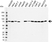 Anti Radixin Antibody (PrecisionAb Polyclonal Antibody) thumbnail image 1