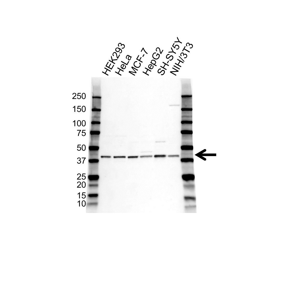 Anti RAE1 Antibody (PrecisionAb Polyclonal Antibody) gallery image 1