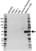 Anti RAGE Antibody (PrecisionAb Polyclonal Antibody) thumbnail image 1
