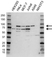 Anti RANGAP1 Antibody (PrecisionAb Polyclonal Antibody) thumbnail image 1
