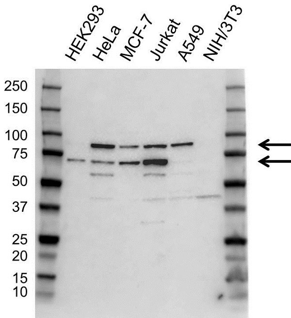 Anti RANGAP1 Antibody (PrecisionAb Polyclonal Antibody) gallery image 1