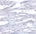 Anti RIG-I Antibody thumbnail image 2