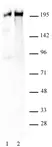 Anti Human RNA Pol II CTD (pSer5) Antibody thumbnail image 1
