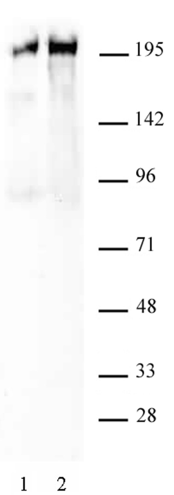 Anti Human RNA Pol II CTD (pSer5) Antibody gallery image 1