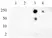 Anti Human RNA Pol II CTD (pSer5) Antibody thumbnail image 2