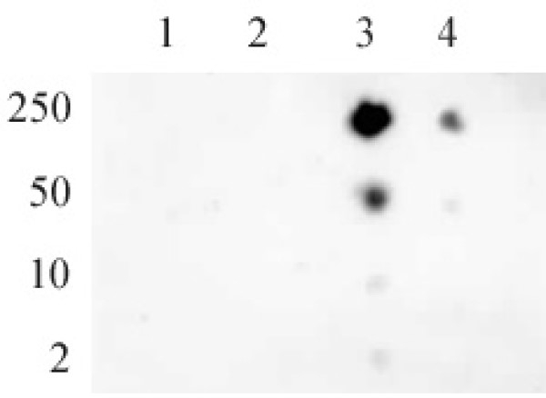 Anti Human RNA Pol II CTD (pSer5) Antibody gallery image 2
