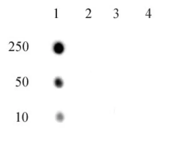 Anti Human RNA Pol II CTD (pThr4) Antibody gallery image 2