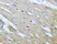 Anti ROCK1 Antibody thumbnail image 2