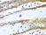 Anti ROCK1 Antibody thumbnail image 3