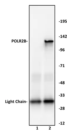 Anti Human RPB2 Antibody gallery image 1