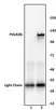 Anti Human RPB2 Antibody thumbnail image 1