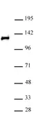 Anti Human RPB2 Antibody thumbnail image 2