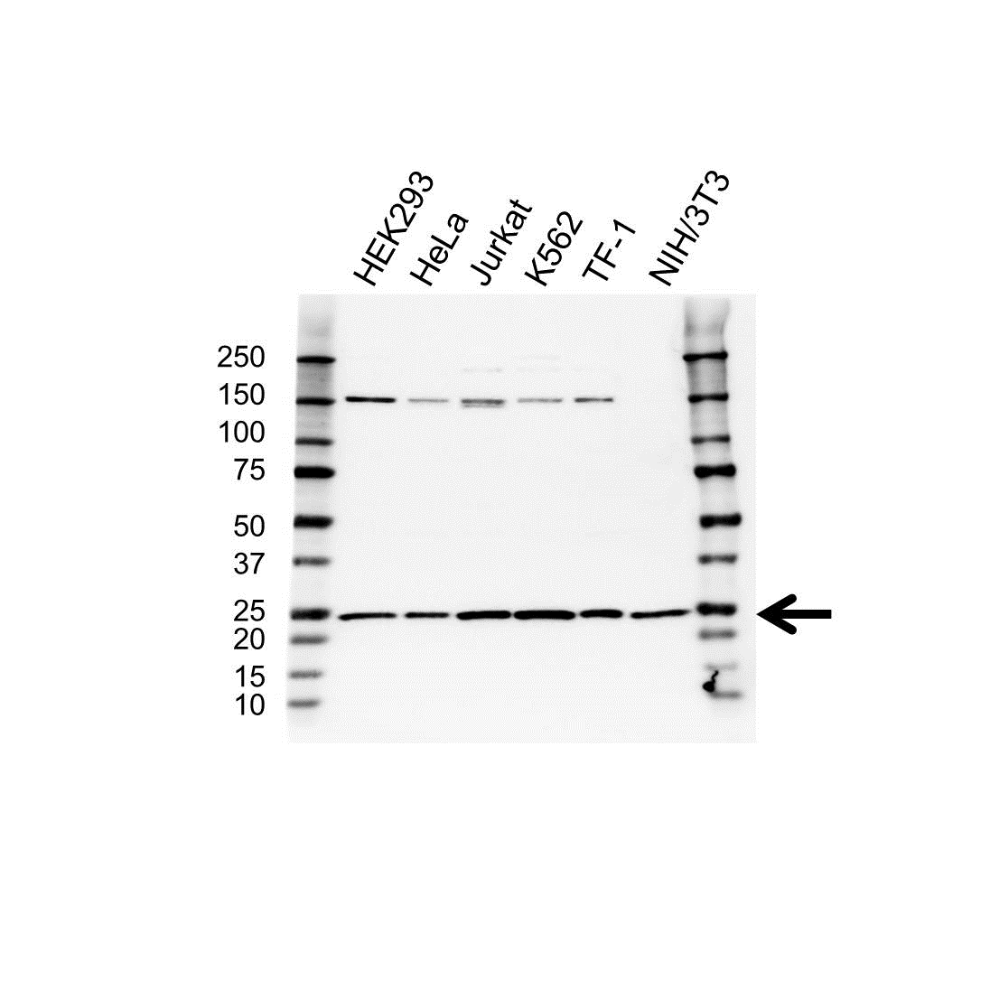 Anti RPL10 Antibody (PrecisionAb Polyclonal Antibody) gallery image 1