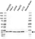 Anti RPL11 Antibody (PrecisionAb Polyclonal Antibody) thumbnail image 1