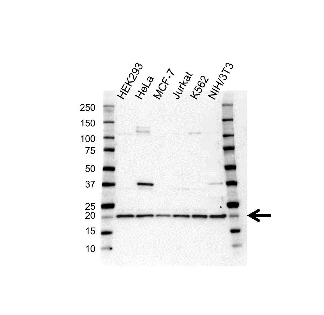 Anti RPL12 Antibody (PrecisionAb Polyclonal Antibody) gallery image 1