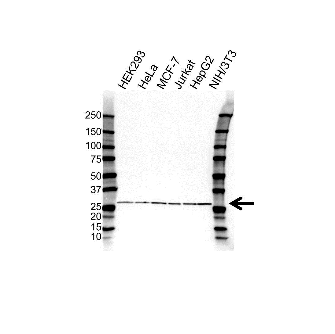 Anti RPL13 Antibody (PrecisionAb Polyclonal Antibody) gallery image 1