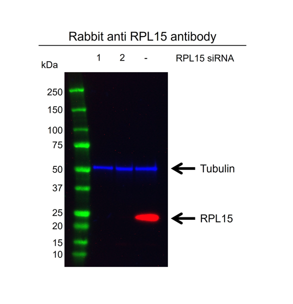 Anti RPL15 Antibody (PrecisionAb Polyclonal Antibody) gallery image 2