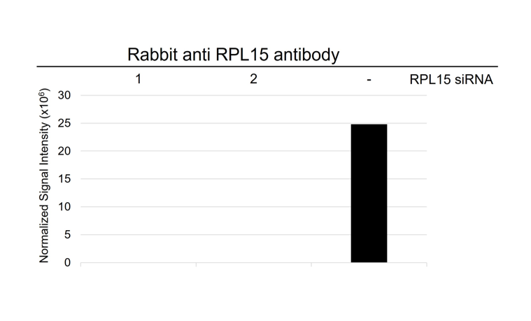 Anti RPL15 Antibody (PrecisionAb Polyclonal Antibody) gallery image 3