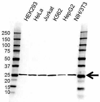 Anti RPL15 Antibody (PrecisionAb Polyclonal Antibody) gallery image 4