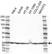 Anti RPL18 Antibody (PrecisionAb Polyclonal Antibody) thumbnail image 1
