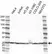 Anti RPL18 Antibody (PrecisionAb Polyclonal Antibody) thumbnail image 1